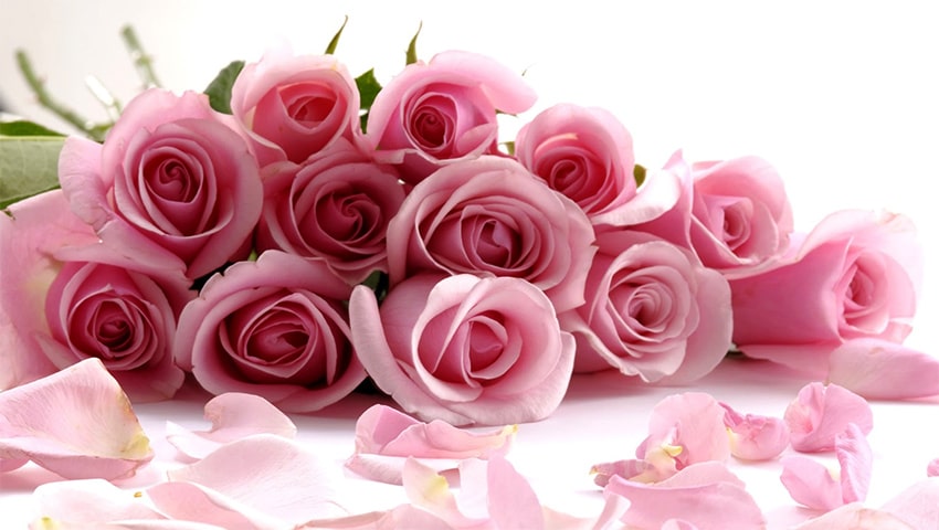 Pink rose symbolism