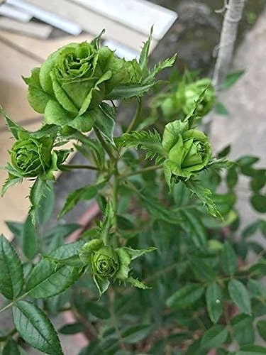 Green roses meaning