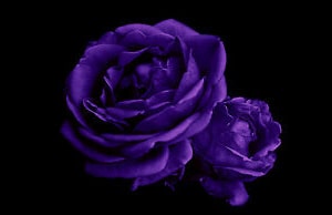 Dark Purple Rose Meaning