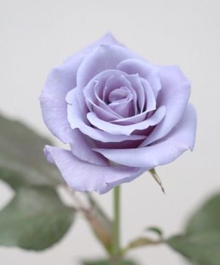 Light Purple Rose Meaning