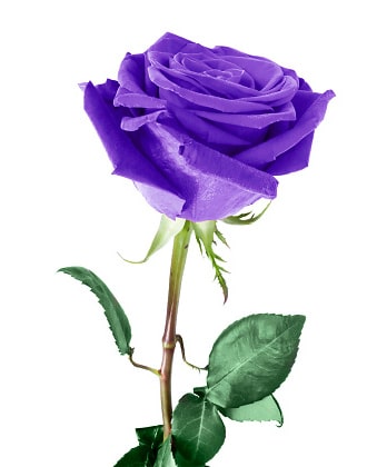 Purple Rose Meaning