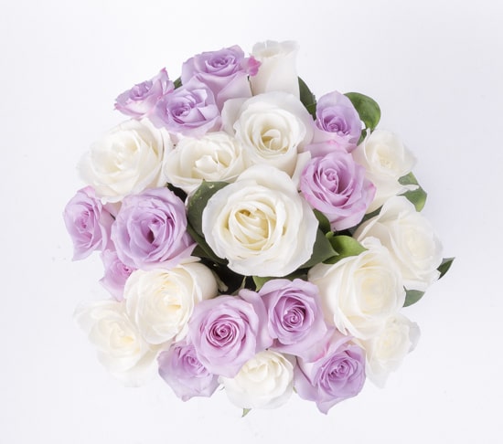 Purple-Roses4