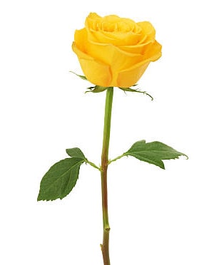 Single Yellow Roses Meaning