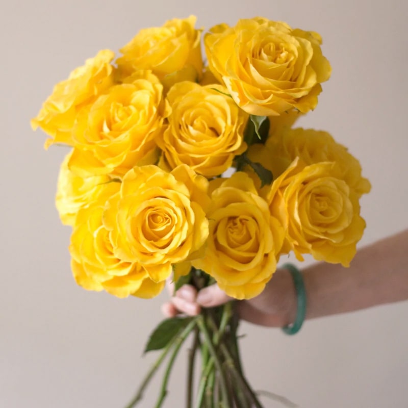 Yellow Rose Symbolism