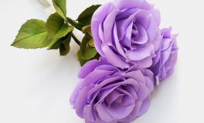 purple rose's significance