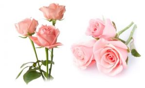 3 Pink Roses meaning