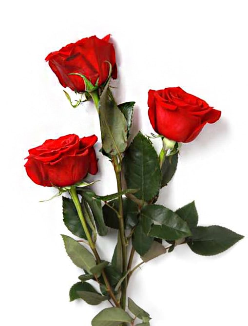 3 Red Roses Meaning