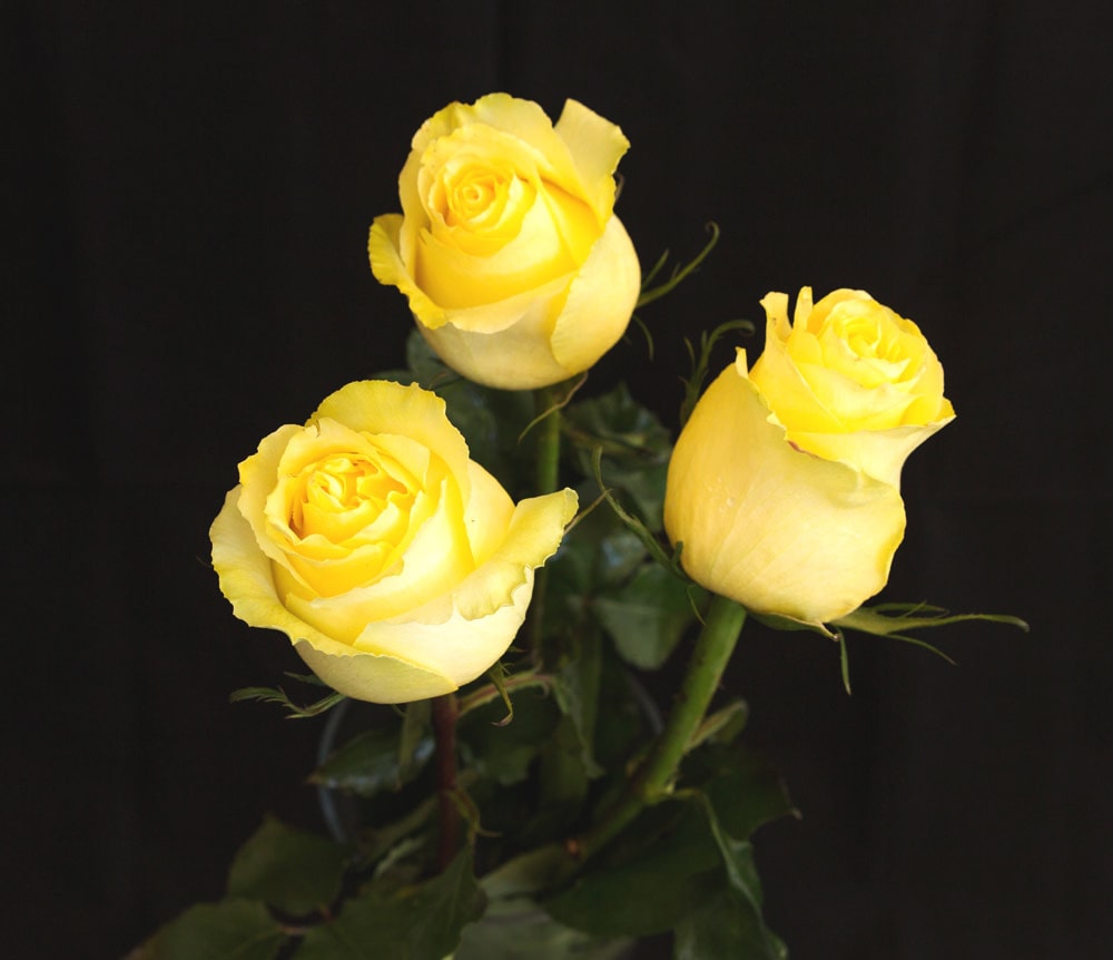 3 Yellow Roses Meaning