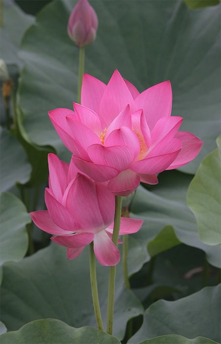 Pink Lotus Flowers Meaning