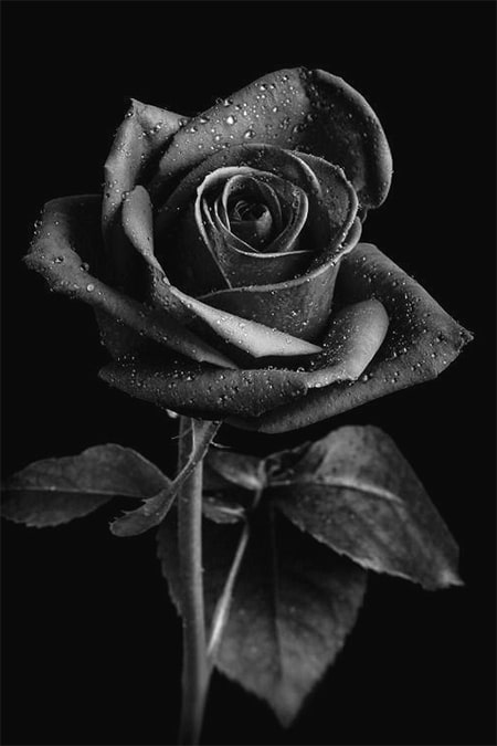 Rose meaning Death and Mourning