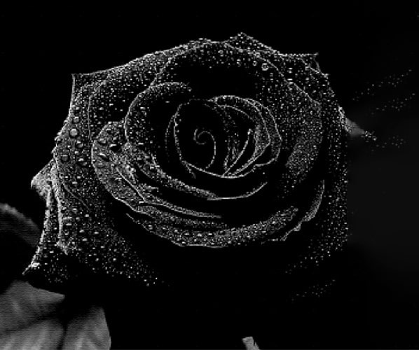 History of the Black Rose