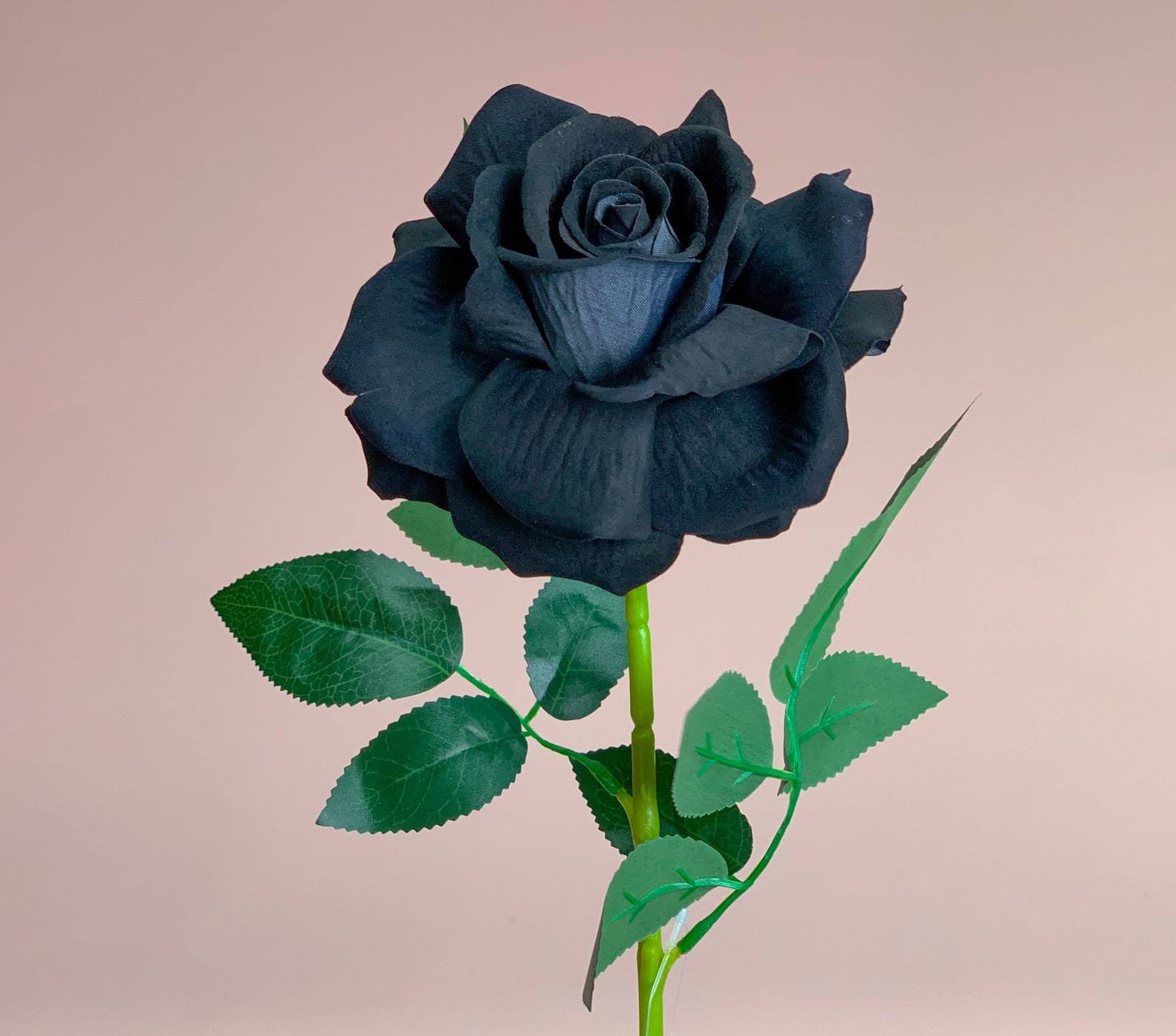 Meaning of Black Roses