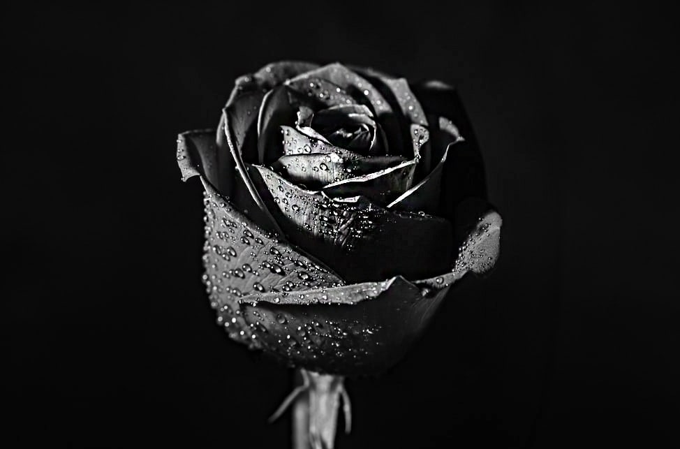 Where Do Black Roses Come From
