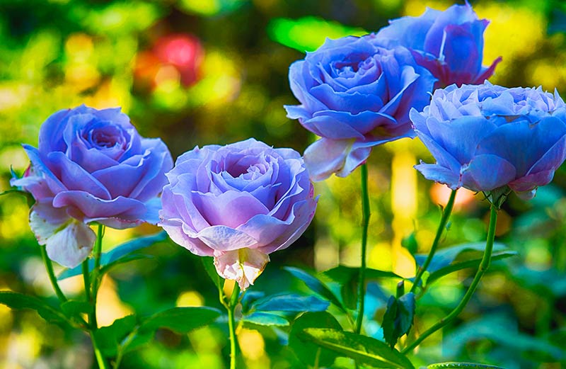 Fascinating Symbolism of the Blue Rose