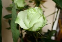 Green Rose Meaning Eternal Love