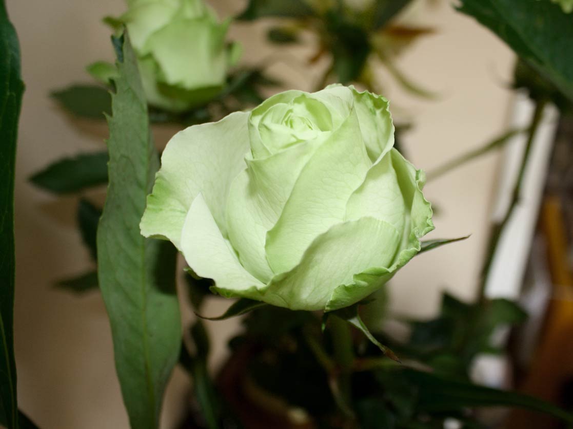 Green Rose Meaning Eternal Love