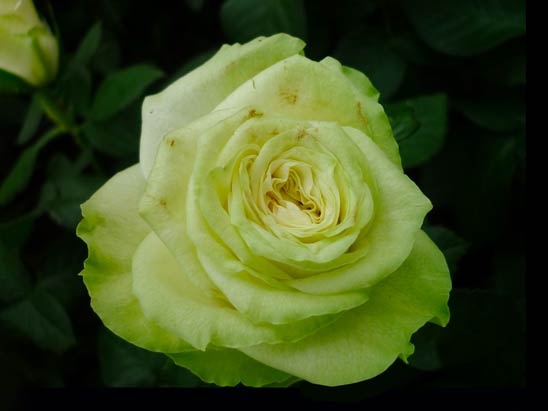 Green Rose to Express Your Love