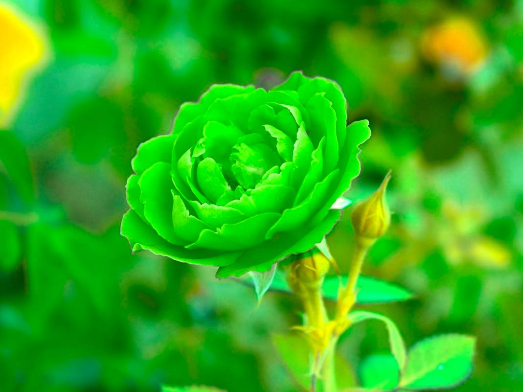Meaning and Symbolism of the Green Rose
