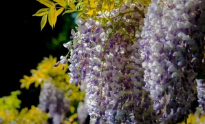 Wisteria Flower Meanings