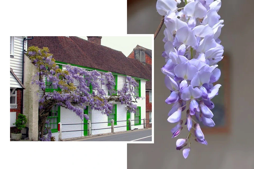 Wisteria Flower on home