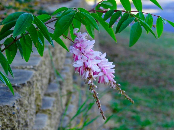 symbolism of wisteria flower