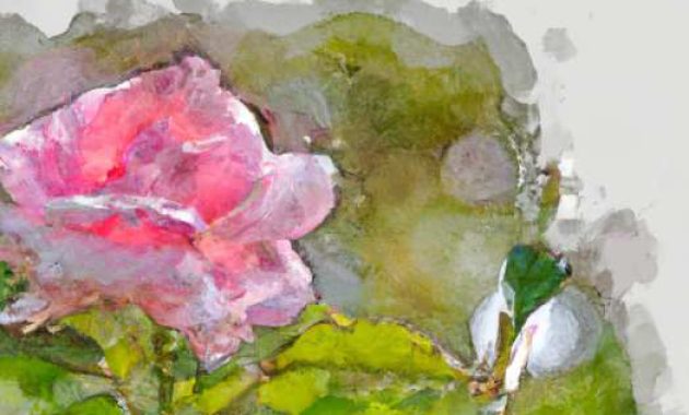 pink rose watercolor