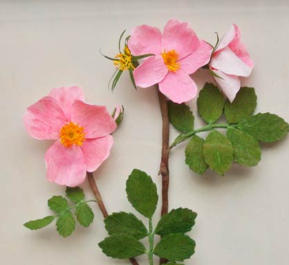 Uses of Wild Roses