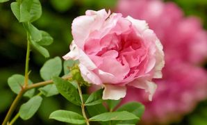 Wild Rose Meaning