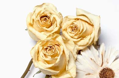 Dried White Roses