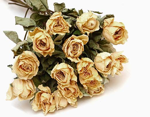 Meaning of Dried Roses