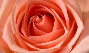 Orange rose meaning in hindi