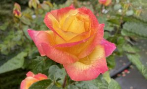 Sunset Roses Meaning
