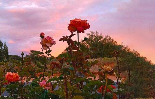 sunset rose embodies this tranquility