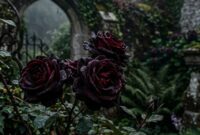black-rose-meaning-myth-mourning-rebirth-16x9-1 Black Rose Meaning Myth Mourning and Rebirth Symbolism