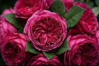 Dark pink rose meaning expressing sincere appreciation and deep gratitude