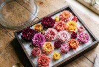 how-to-dry-roses-preserve-color-16x9-1 How to dry roses and preserve their natural color air drying vs silica gel sand
