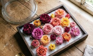 how-to-dry-roses-preserve-color-16x9-1 How to dry roses and preserve their natural color air drying vs silica gel sand