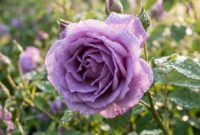 lavender-rose-meaning-symbolism-guide-16x9-1 Lavender rose meaning, symbolism, and enchantment gifting guide