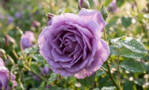 lavender-rose-meaning-symbolism-guide-16x9-1 Lavender rose meaning, symbolism, and enchantment gifting guide