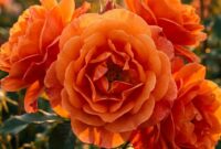 Orange rose meaning, symbolism, and floral gifting etiquette guide