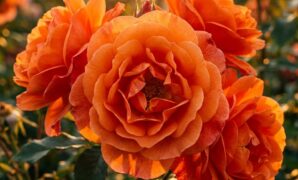 orange-rose-meaning-symbolism-guide-16x9-1 Orange rose meaning, symbolism, and floral gifting etiquette guide