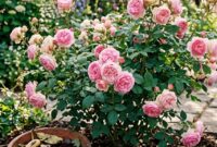 Organic fertilizer recipes for abundant rose blooms banana peels coffee grounds bone meal