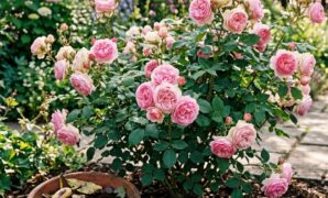 organic-fertilizer-recipes-for-abundant-rose-blooms-16x9-1 Organic fertilizer recipes for abundant rose blooms banana peels coffee grounds bone meal