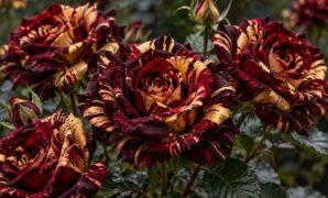 rose_abracadabra-rose-meaning-unpredictable-m_16x9 Abracadabra Rose Meaning: Unpredictable Magic, Wonder, and Spontaneous Charm