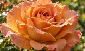 Just Joey Rose: Ruffled Apricot Petals and Massive Exhibition Blooms
