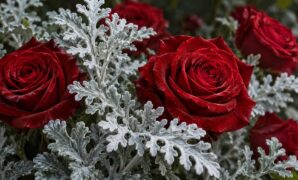 Pairing Roses with Dusty Miller: Velvety Frosted Silver Foliage Balance