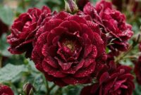 Wine Red Rose Meaning: Sophistication, Devotion, and Timeless Elegance